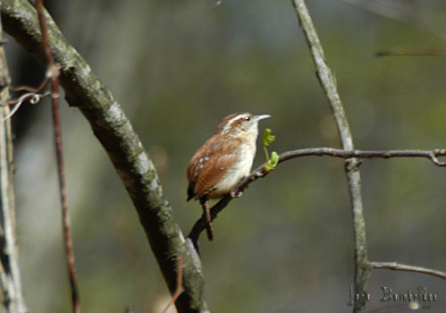 Carolina Wren, in profile.