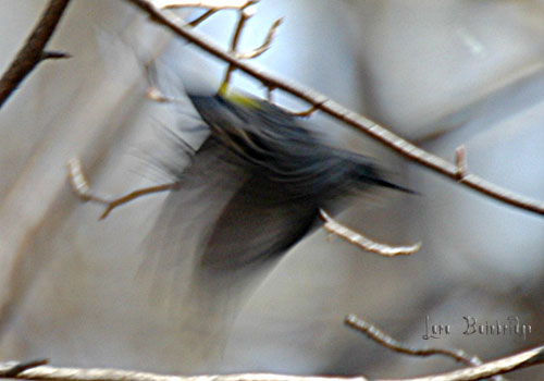 Blurry Butterbutt.